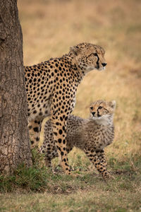 Family of cheetah standing on field