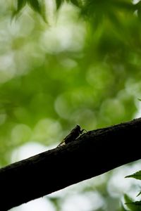 Close-up of lizard on tree branch