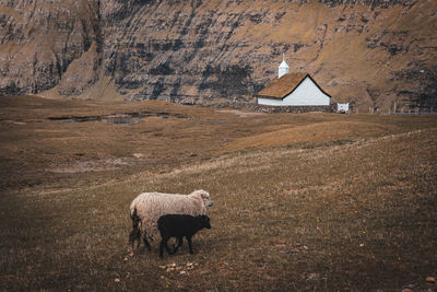 Sheep walking on grassy land