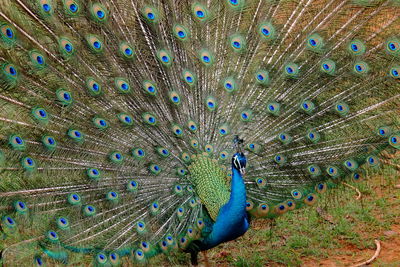 Close-up of peacock