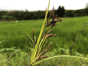 Close-up of stalks in field against sky
