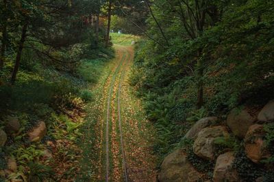 Scenic view of forest