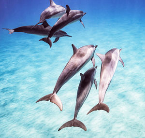  dolphins in sea 