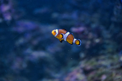 Fish swimming in sea