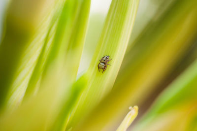 Close-up of insect on plant