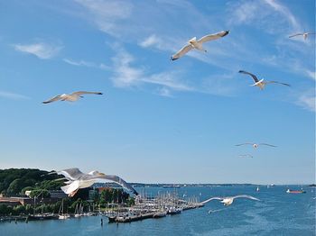 Seagull flying over sea