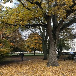 Trees in autumn