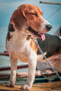 Close-up of dog squinting his eyes. he is leashed so he would not fall on the boat..