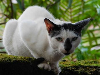 Close-up portrait of cat