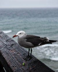 Close-up of seagull perching on sea shore