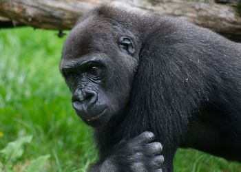 Close-up portrait of a monkey