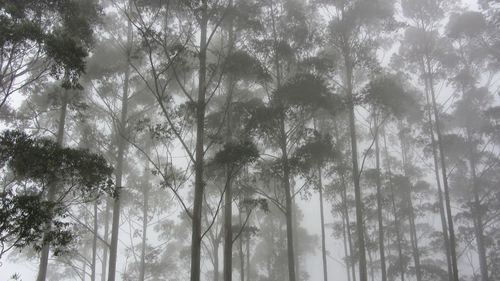 Low angle view of trees in forest against sky