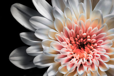 Close-up of cropped flower over black background