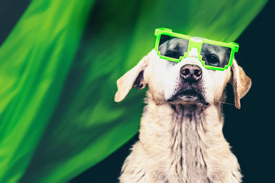 Funny picture with a labrador retriever wearing green sunglasses