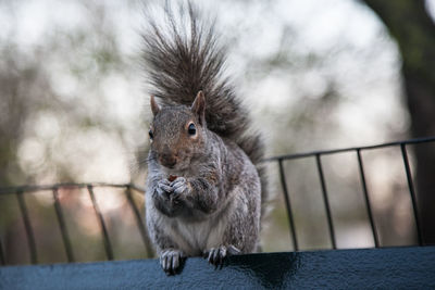 Close-up of squirrel sitting on railing