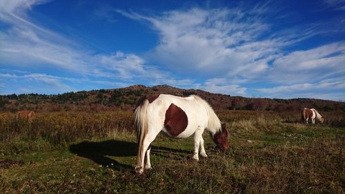 Horse grazing in a field