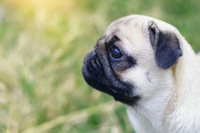 Close-up of a dog looking away