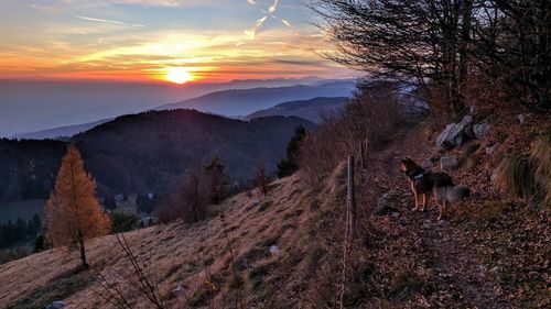 View of dog on mountain during sunset