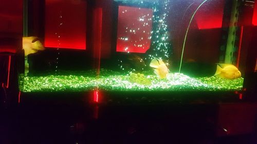 Close-up of illuminated red water in container at night