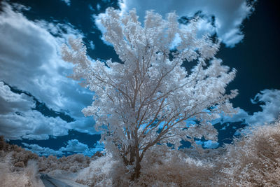 Frozen tree against blue sky