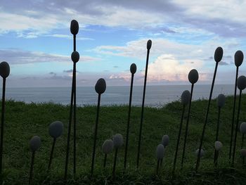 Plants growing on field by sea against sky