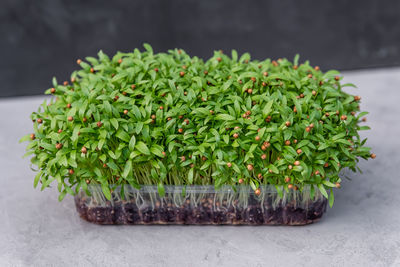 plant