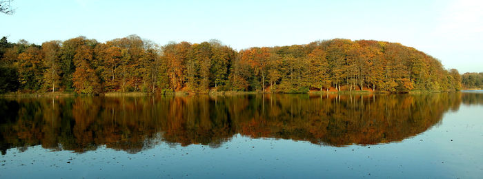 Reflection of trees in calm lake