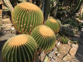 High angle view of succulent plant on field