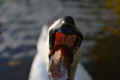 Close-up of bird