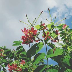 Low angle view of pink flowers against sky