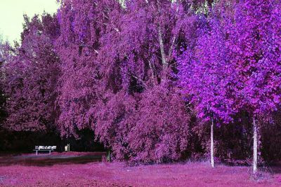 Pink flowers blooming on tree