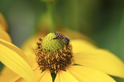 Close-up of honey bee on yellow flower