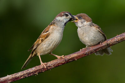 Close-up of birds perching on branch