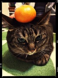 Close-up portrait of cat