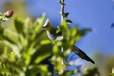 Close-up of bird flying