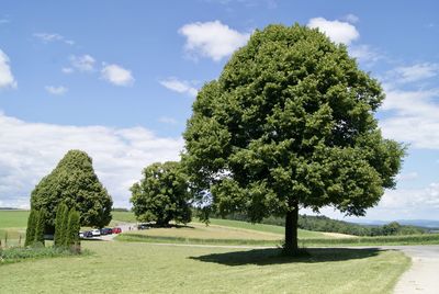 Trees on field against sky