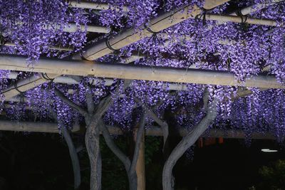 Low angle view of purple flowers on tree