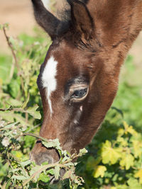Close-up of foal grazing on plants