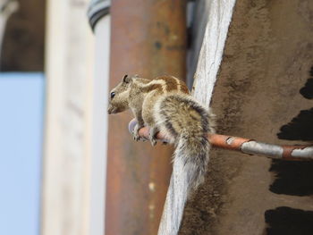 Close-up of chipmunk