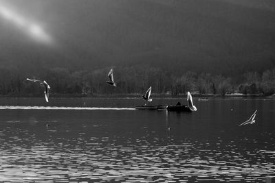 Seagulls flying over lake