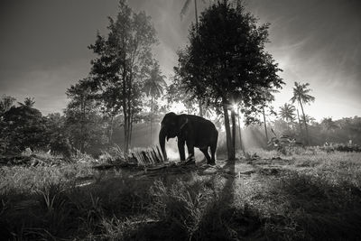 View of elephant on field