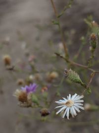 Close-up of white flowering plant