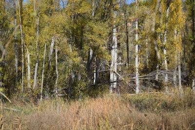 Pine trees in forest