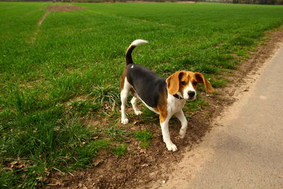 Dog standing on road