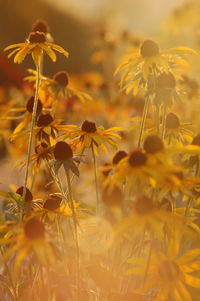 Close-up of yellow flowering plant on field