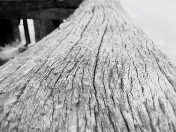 Close-up of wooden tree trunk