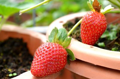 Close-up of strawberry on plant