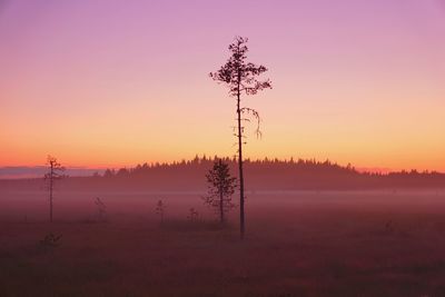 Tree on field against sky during sunset