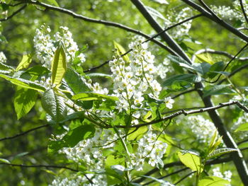 Low angle view of flowering plant