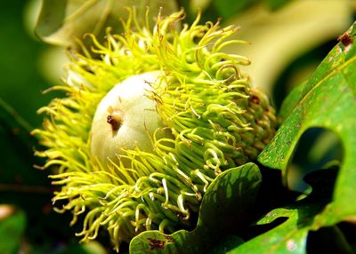 A close-up of an acorn from the bur oak tree surrounded by its fringed cup